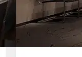 Rendered contrast evidence for 工程案例